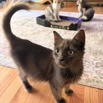 Pistachio -  Domestic Medium Hair Cat for Adoption in Candler, North Carolina - Pistachio | PetCurious