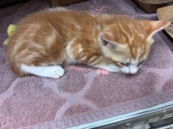 Rescue Domestic Short Hair Cats for Adoption in Honolulu, Hawaii - Gru | PetCurious