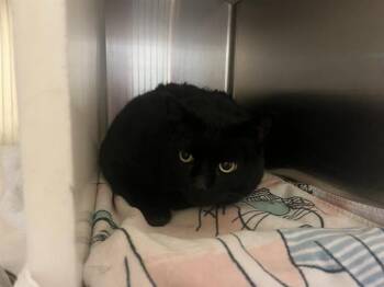 Domestic Short Hair Cats Available for Adoption - PEARL | PetCurious