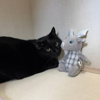 Saoirse -  Domestic Short Hair Cat for Adoption in Conway, New Hampshire - Saoirse | PetCurious
