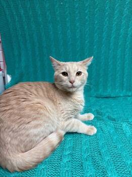 Domestic Short Hair Cats Available for Adoption in Waterloo, Iowa - Bear | PetCurious