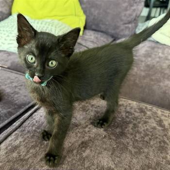 A1046954 Narcissa -  Domestic Short Hair Cat for Adoption in Pleasant Hill, California - A1046954 Narcissa | PetCurious
