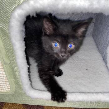 Paul -  Domestic Short Hair Cat for Adoption in Columbia, Missouri - Paul | PetCurious