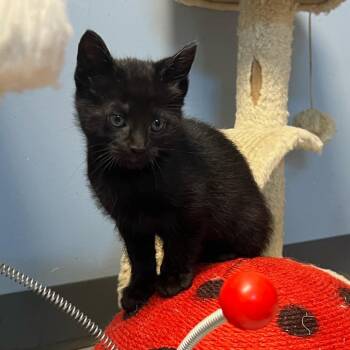 Domestic Medium Hair Cats Available for Adoption in Granville, Ohio - Tom Collins | PetCurious