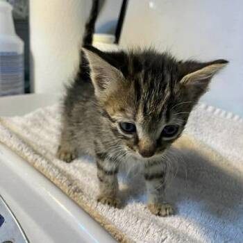 Domestic Short Hair Cats Available for Adoption in Harrisonburg, Virginia - Nimbus | PetCurious