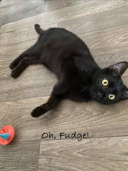 Oh Fudge -  Domestic Short Hair Cat for Adoption in Gardnerville, Nevada - Oh Fudge | PetCurious