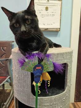 Rescue Domestic Short Hair Cats for Adoption in Buffalo, New York - Boo | PetCurious