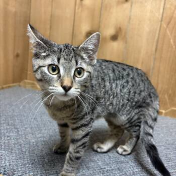 Domestic Short Hair Cats Available for Adoption in Spokane Valley, Washington - Daphne | PetCurious
