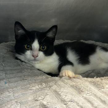 Greta -  Domestic Short Hair Cat for Adoption in Spruce Pine, North Carolina - Greta | PetCurious