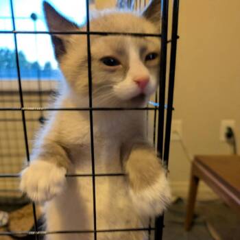 Smitty -  Domestic Short Hair Cat for Adoption in Nampa, Idaho - Smitty | PetCurious