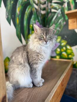 Bryer -  Domestic Long Hair Cat for Adoption in Tomah, Wisconsin - Bryer | PetCurious