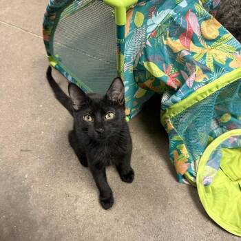 Fall -  Domestic Short Hair Cat for Adoption in Davenport, Iowa - Fall | PetCurious