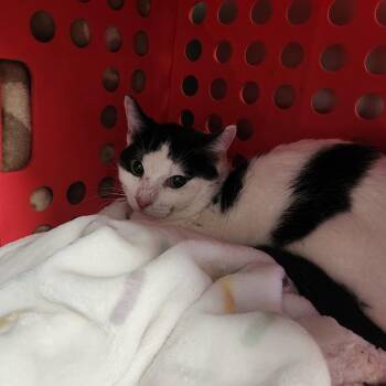 Domestic Short Hair Cats Available for Adoption in Brockton, Massachusetts - Mr. Licks | PetCurious