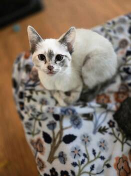Domestic Short Hair and Snowshoe Cats Available for Adoption - Yasmine | PetCurious