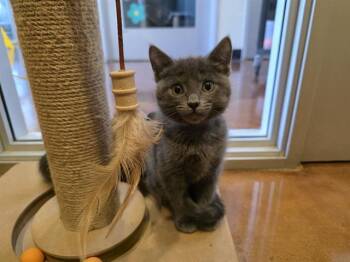 Domestic Medium Hair Cats Available for Adoption in Santa Clara, California - ASH | PetCurious