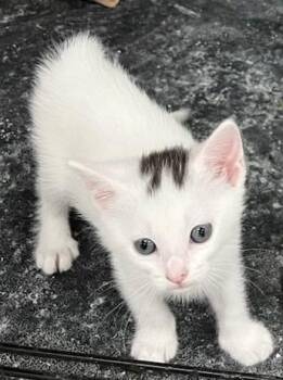 LuLu -  Domestic Short Hair Cat for Adoption in St. Cloud, Minnesota - LuLu | PetCurious