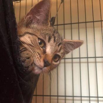 Dale -  Domestic Short Hair Cat for Adoption in Johnstown, Pennsylvania - Dale | PetCurious