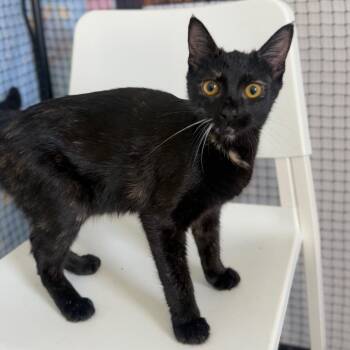 Mercedes -  Domestic Short Hair Cat for Adoption in Ridgely, Maryland - Mercedes | PetCurious