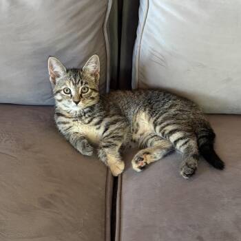 CLOVAH -  Domestic Short Hair Cat for Adoption in East Greenwich, Rhode Island - CLOVAH | PetCurious