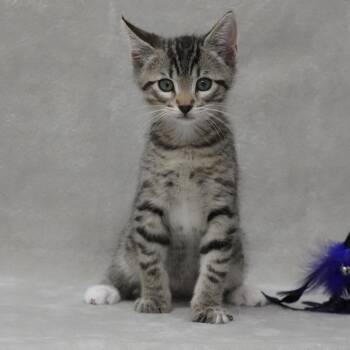 Domestic Short Hair Cats Available for Adoption - Hershey | PetCurious
