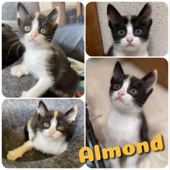 Rescue Domestic Short Hair Cats for Adoption in Hollister, California - Almond | PetCurious