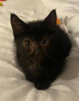 Rico (Bonded with Nico) -  Domestic Short Hair Cat for Adoption in Ypsilanti, Michigan - Rico (Bonded With Nico) | PetCurious