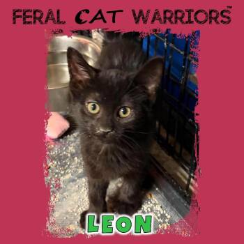 Leon -  Domestic Short Hair Cat for Adoption in Kingman, Arizona - Leon | PetCurious