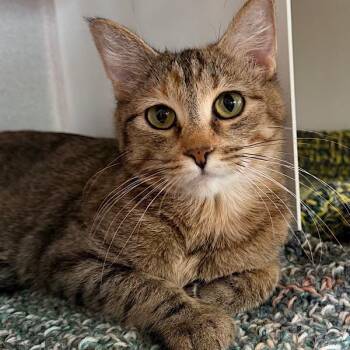Domestic Short Hair Cats Available for Adoption in Des Moines, Iowa - Chihiro | PetCurious