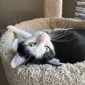 Domestic Short Hair Cats Available for Adoption - Tofu | PetCurious