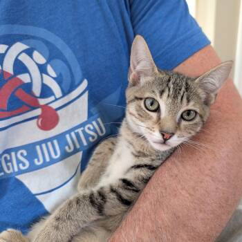 Boston Creme -  Domestic Short Hair Cat for Adoption in Richmond, Virginia - Boston Creme | PetCurious