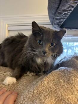 Domestic Long Hair Cats Available for Adoption in Portland, Maine - Twyla  | PetCurious