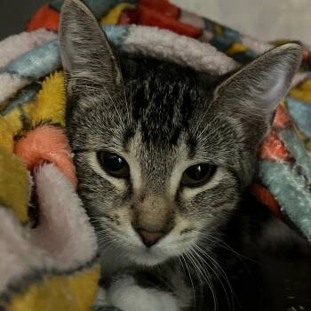 Chance -  Domestic Short Hair Cat for Adoption in Norwalk, Connecticut - Chance | PetCurious