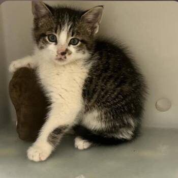 Bobby Jr in Oakton, VA -  Domestic Short Hair Cat for Adoption - Bobby Jr In Oakton, VA | PetCurious