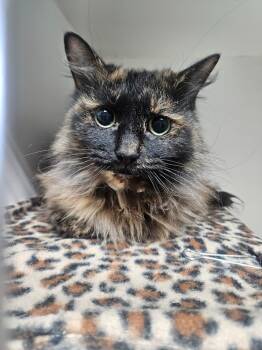 Rescue Domestic Long Hair Cats for Adoption in Maryville, Tennessee - Tia | PetCurious