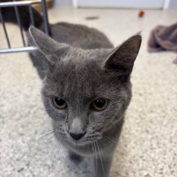 American Shorthair Cats Available for Adoption in Scituate, Massachusetts - Genevieve | PetCurious