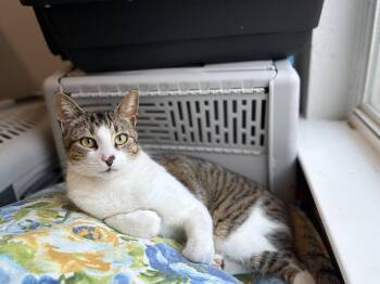 Tabby Cats Available for Adoption - Kodiak | PetCurious