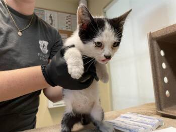 Rescue Domestic Short Hair Cats for Adoption in Pasadena, California - A525232 | PetCurious