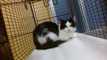 MALEFICIENT -  Domestic Long Hair Cat for Adoption in Doral, Florida - MALEFICIENT | PetCurious