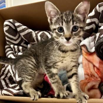 Cheeky Talk -  Domestic Short Hair Cat for Adoption in Richmond, Virginia - Cheeky Talk | PetCurious