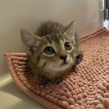 POSEY -  Domestic Short Hair Cat for Adoption in Fernandina Beach, Florida - POSEY | PetCurious