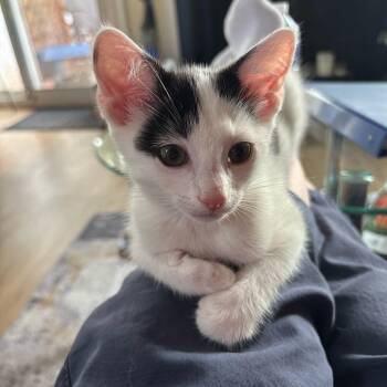 Rescue Domestic Short Hair Cats for Adoption in Laurel, Maryland - Crepe-Sweet Girlie Kitten | PetCurious