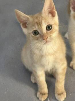 Animal -  Domestic Short Hair Cat for Adoption in Candler, North Carolina - Animal | PetCurious