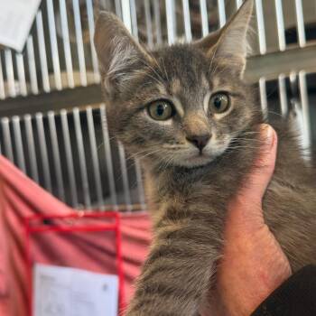 Fish Sticks -  Domestic Short Hair Cat for Adoption in Wilmington, Delaware - Fish Sticks | PetCurious