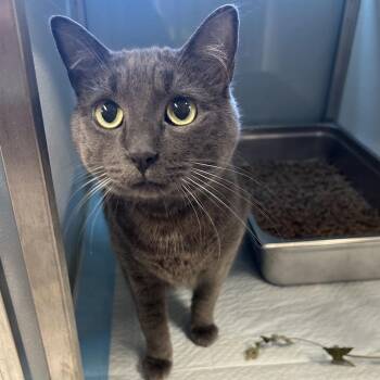 Yakuza -  Domestic Short Hair Cat for Adoption in Binghamton, New York - Yakuza | PetCurious