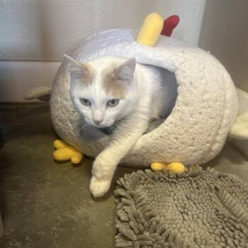 Wakaia -  Domestic Short Hair Cat for Adoption in Mankato, Minnesota - Wakaia | PetCurious