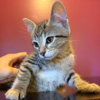 Carl -  Domestic Short Hair Cat for Adoption in Michigan City, Indiana - Carl | PetCurious
