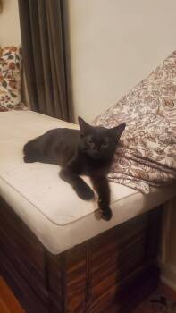 Rescue Domestic Medium Hair Cats for Adoption in West Mifflin, Pennsylvania - Tatiana | PetCurious