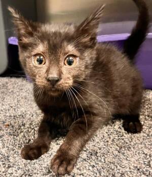 Pastiche -  Domestic Short Hair Cat for Adoption - Pastiche | PetCurious