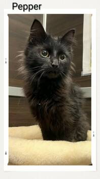Domestic Long Hair Cats Available for Adoption in Caistor Centre, Ontario - Pepper | PetCurious
