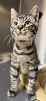 Edgar -  Domestic Short Hair Cat for Adoption in Columbus, Nebraska - Edgar | PetCurious